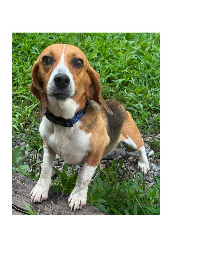 Selena, ADOPTABLE, Adult Female Beagle.