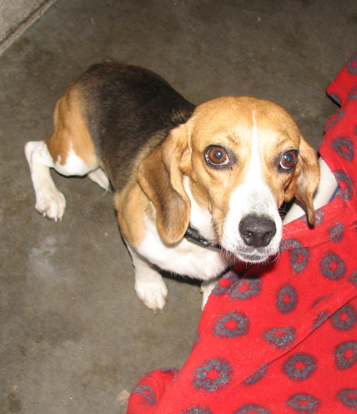 Enlarge Selena, a ADOPTABLE Beagle in Lawrenceburg, KY image 4/6