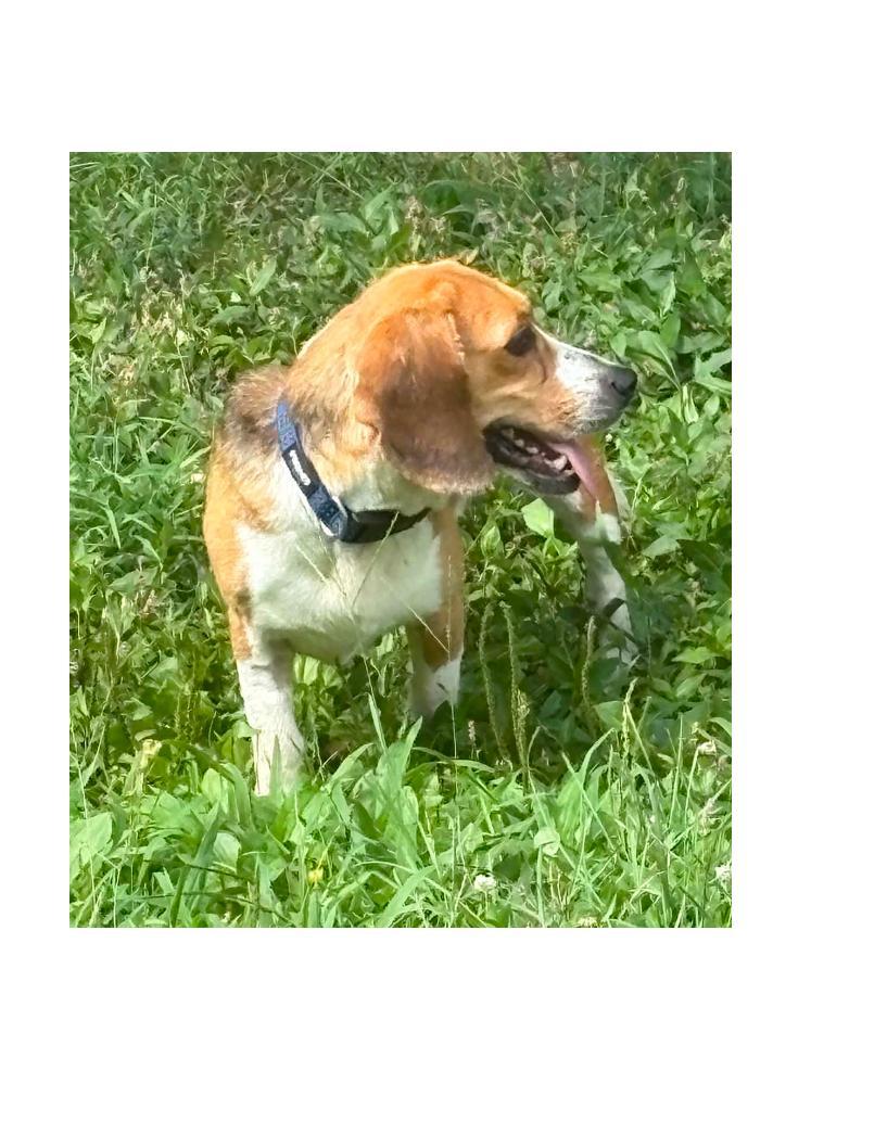 Selena, a ADOPTABLE Beagle in Lawrenceburg, KY image 3/3