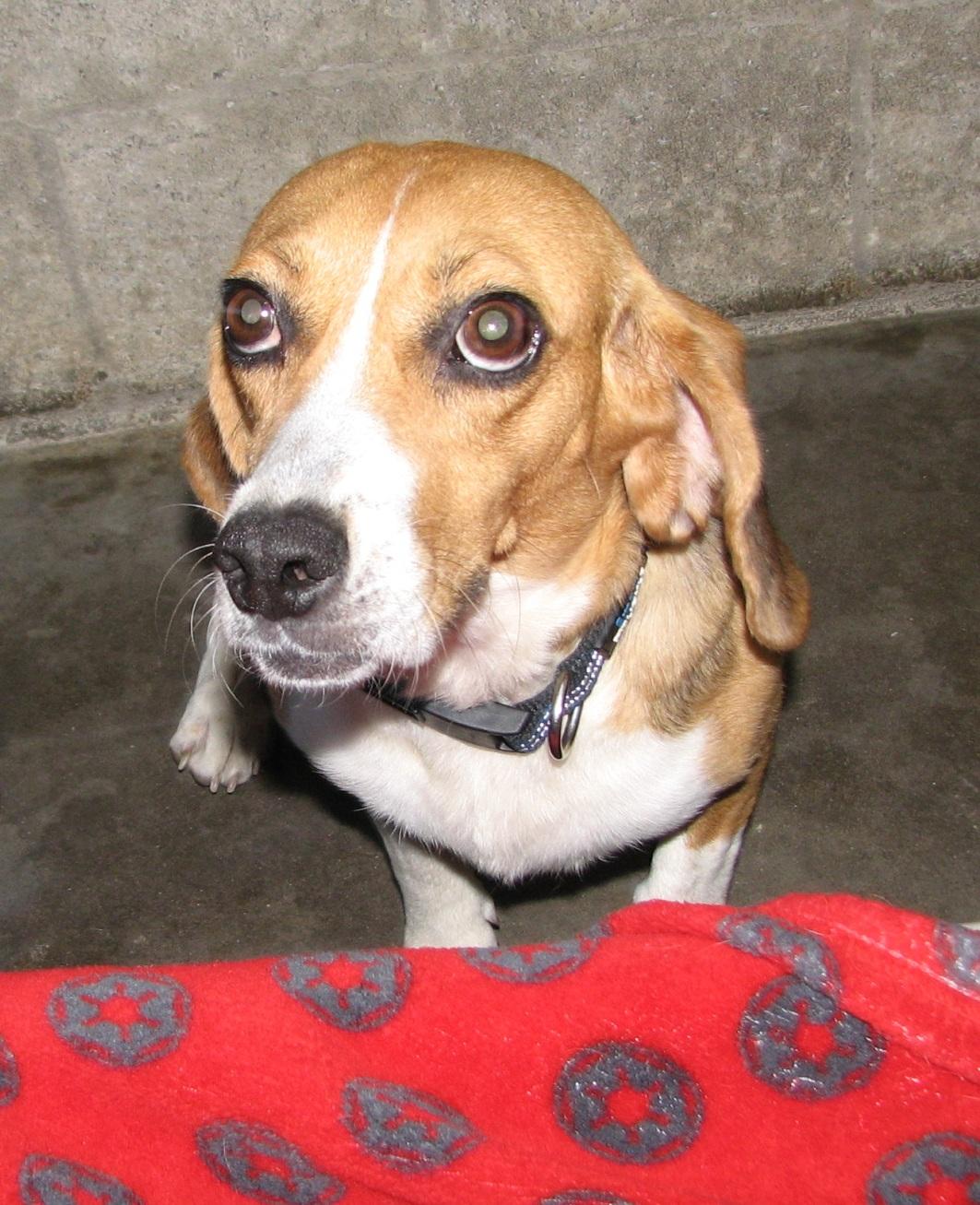 Enlarge Selena, a ADOPTABLE Beagle in Lawrenceburg, KY image 5/6