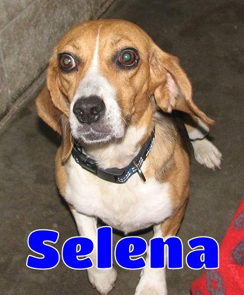 Enlarge Selena, a ADOPTABLE Beagle in Lawrenceburg, KY image 1/6