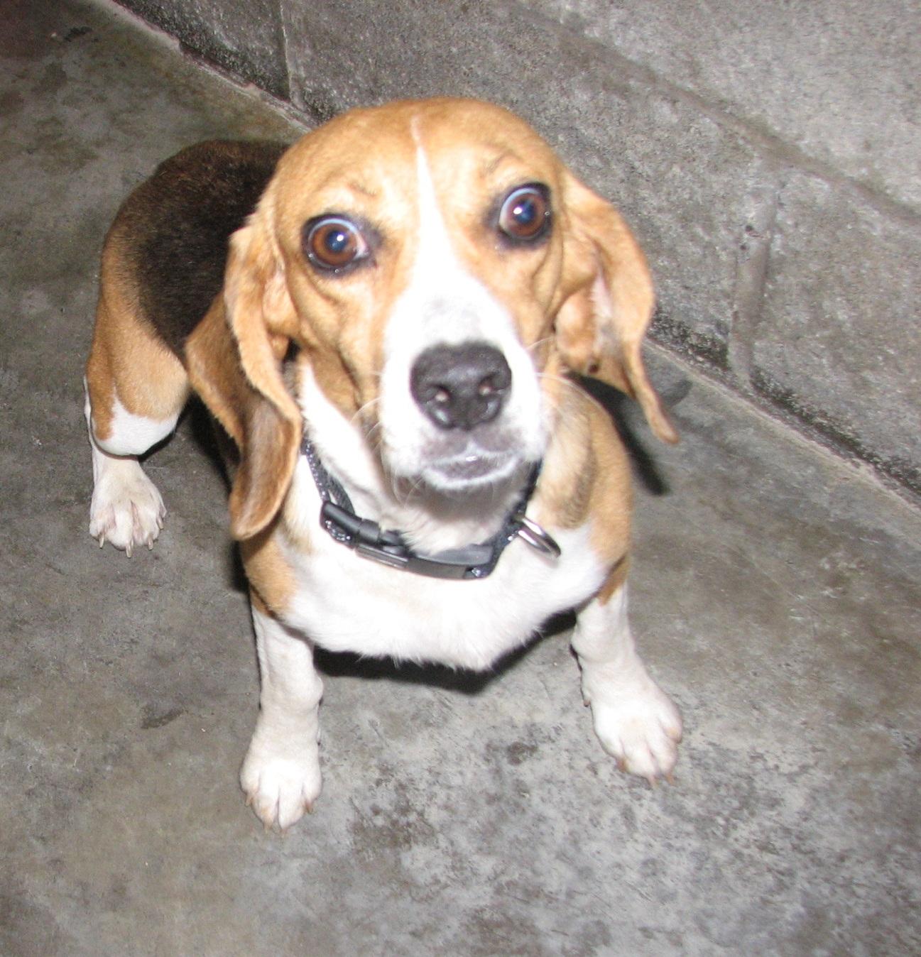 Enlarge Selena, a ADOPTABLE Beagle in Lawrenceburg, KY image 6/6