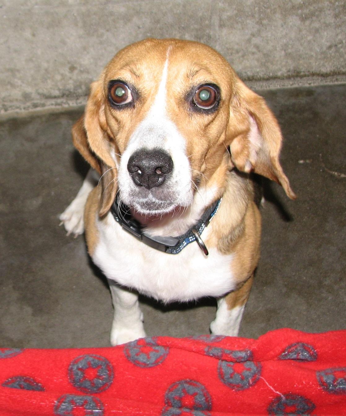 Enlarge Selena, a ADOPTABLE Beagle in Lawrenceburg, KY image 3/6