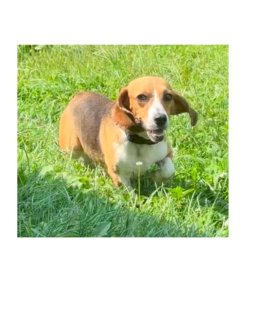 Selena, a ADOPTABLE Beagle in Lawrenceburg, KY image 2/3