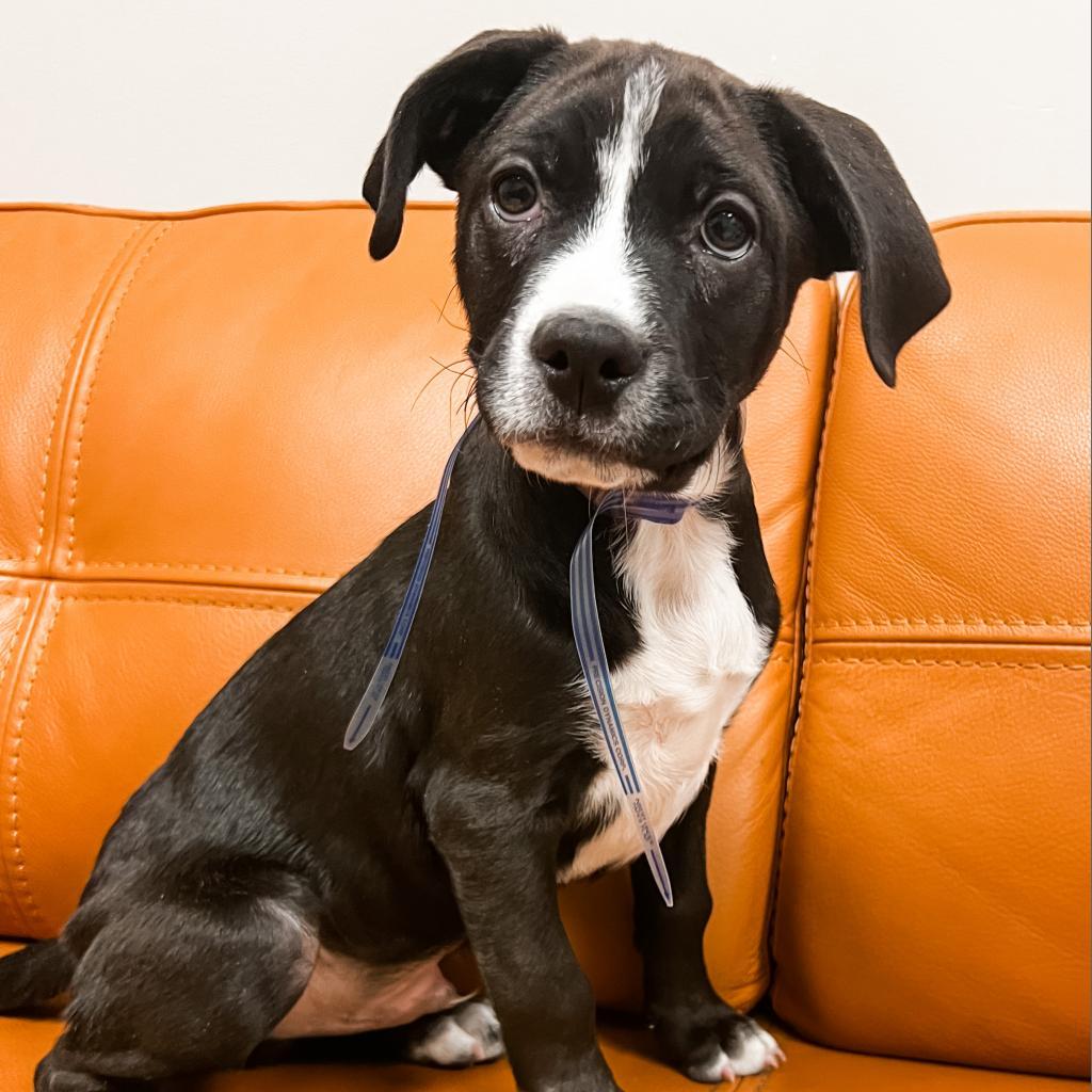 Enlarge 588 (2026) Baxter, a Adoptable mixed breed in Parker, CO image 1/6