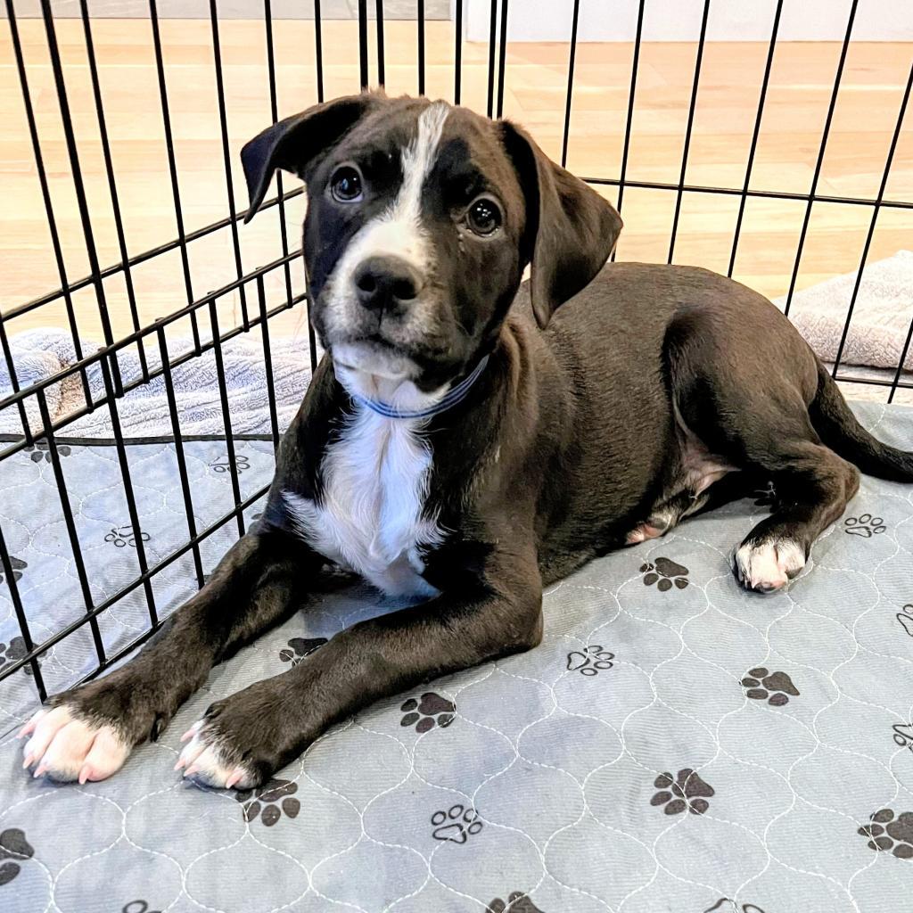 Enlarge 588 (2026) Baxter, a Adoptable mixed breed in Parker, CO image 2/6