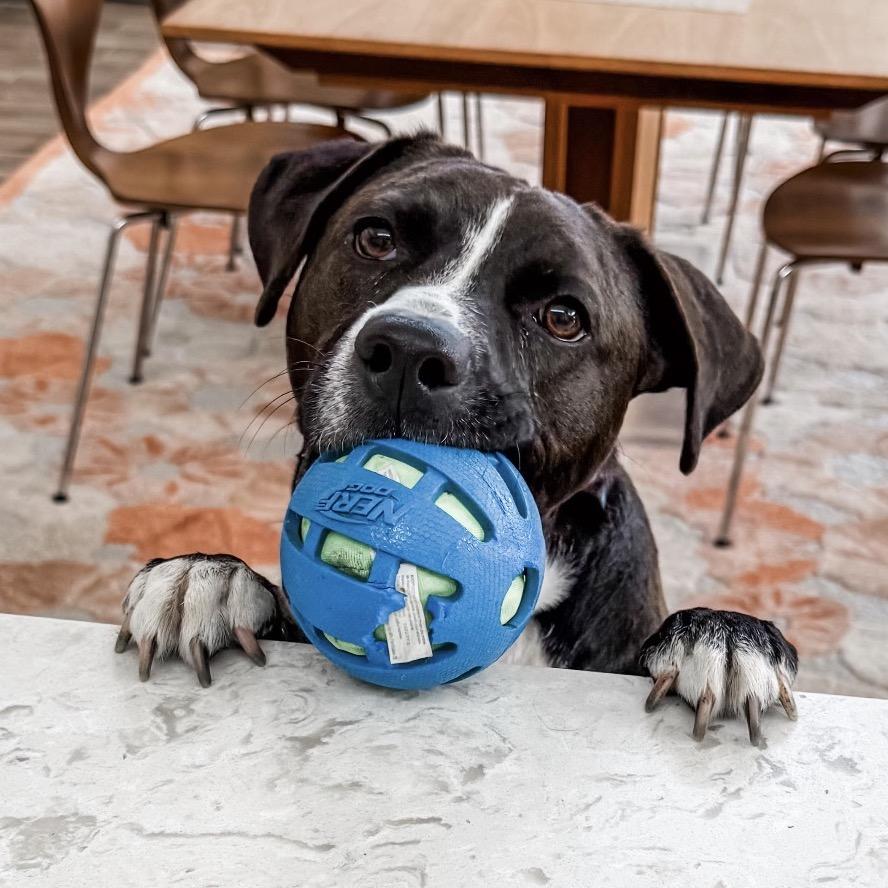 Enlarge 588 (2026) Baxter, a Adoptable mixed breed in Parker, CO image 3/6