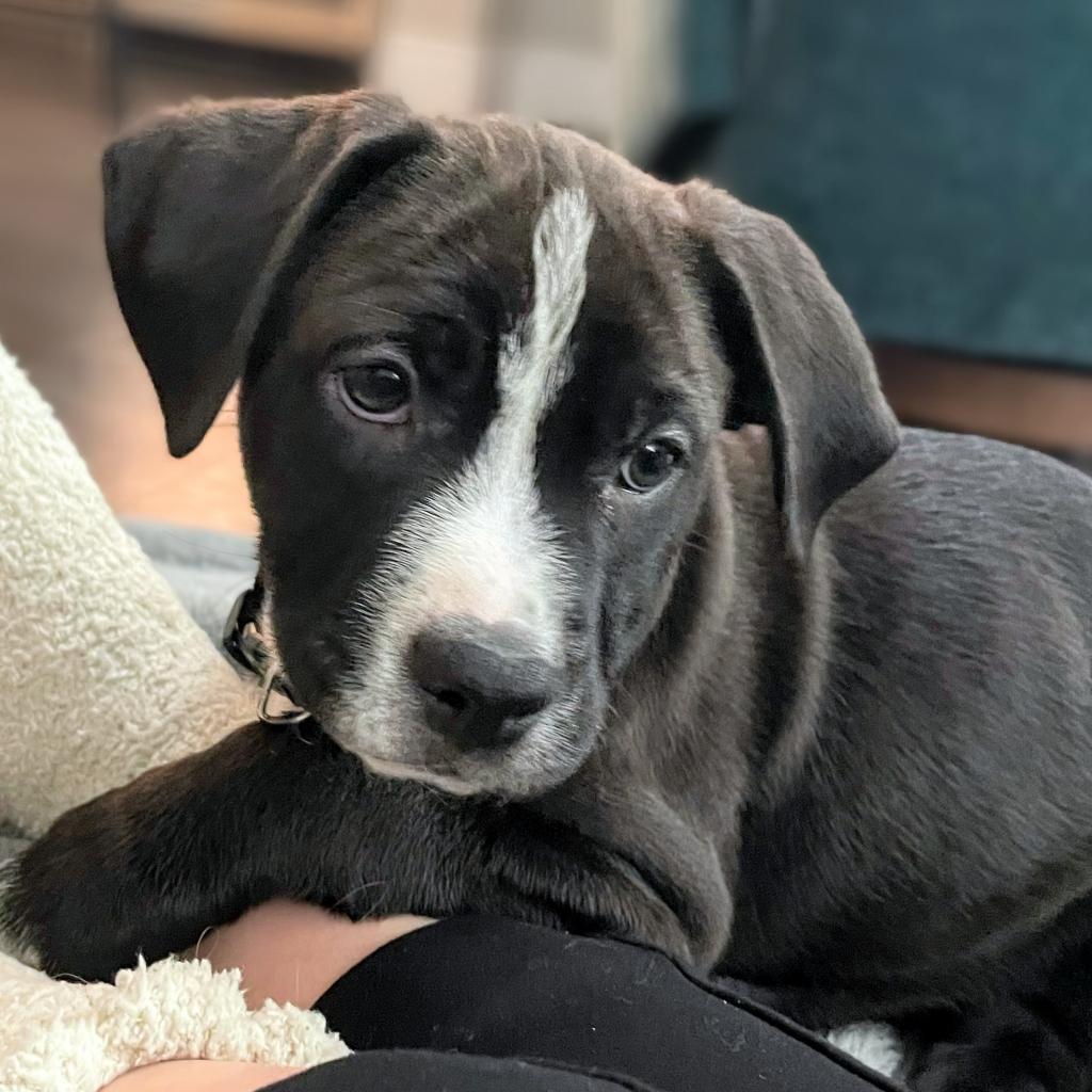 Enlarge 588 (2026) Baxter, a Adoptable mixed breed in Parker, CO image 4/6