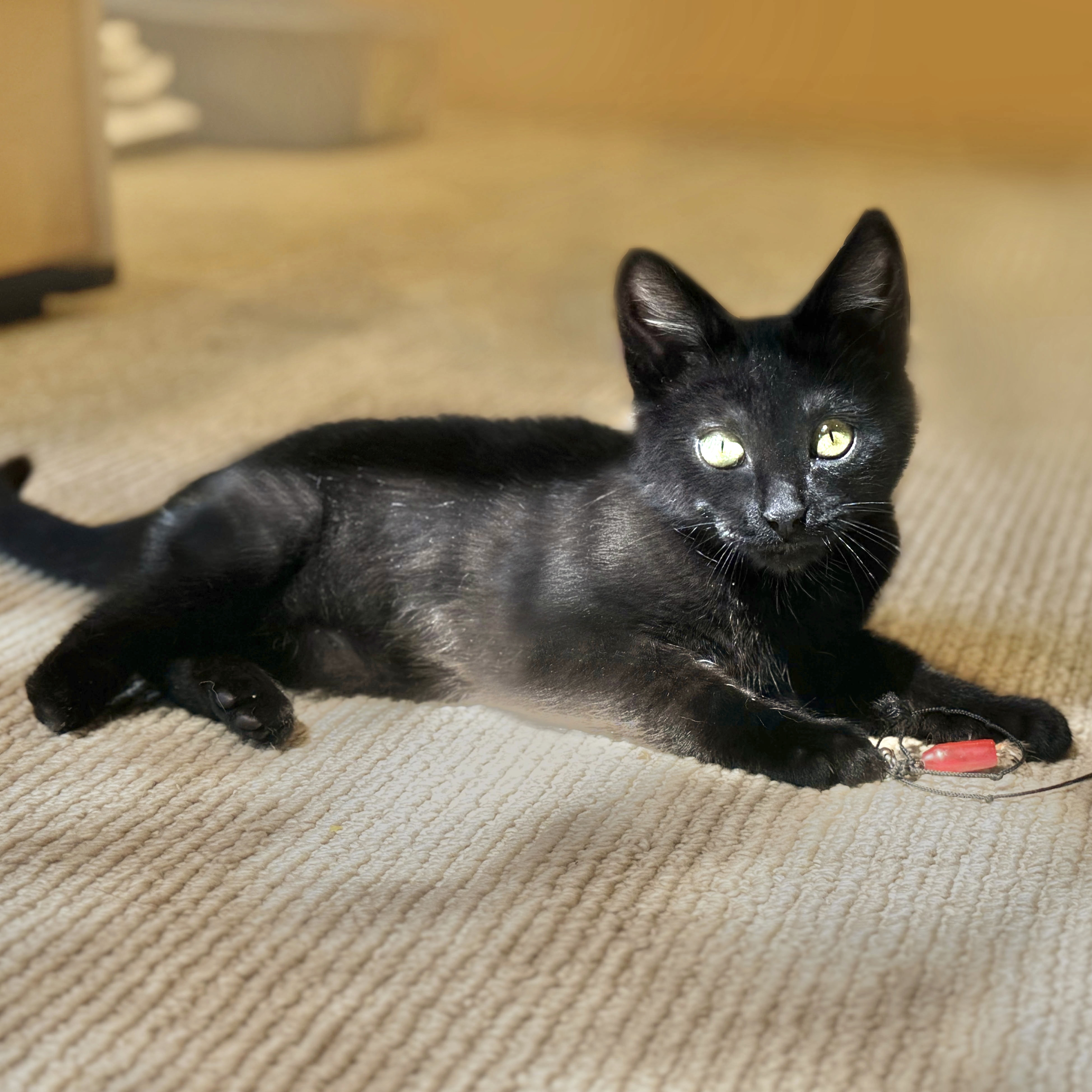 Cat for adoption Luna, a Domestic Short Hair in San Carlos, CA