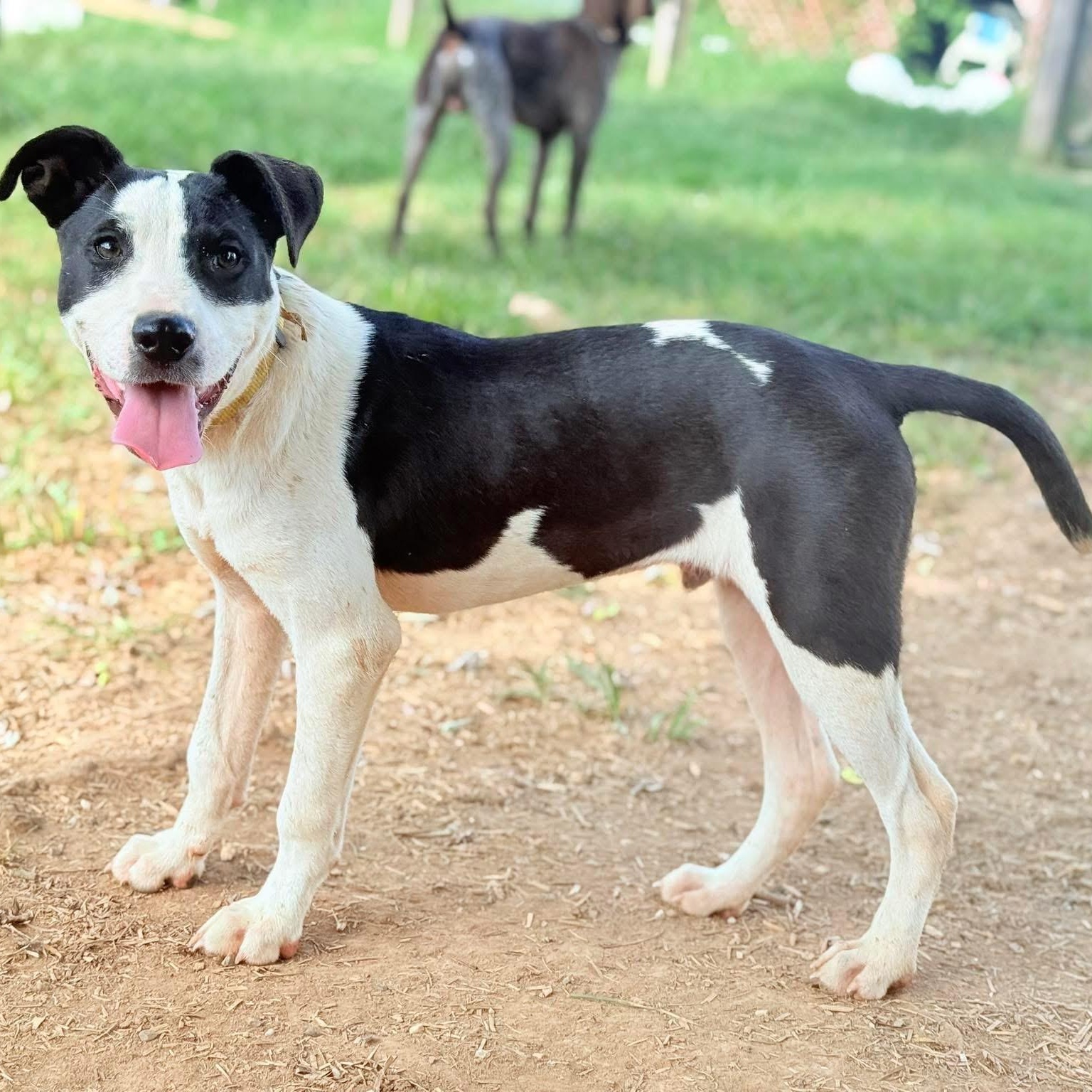 Rocket, a Adoptable mixed breed in Spring hill, TN image 6/6