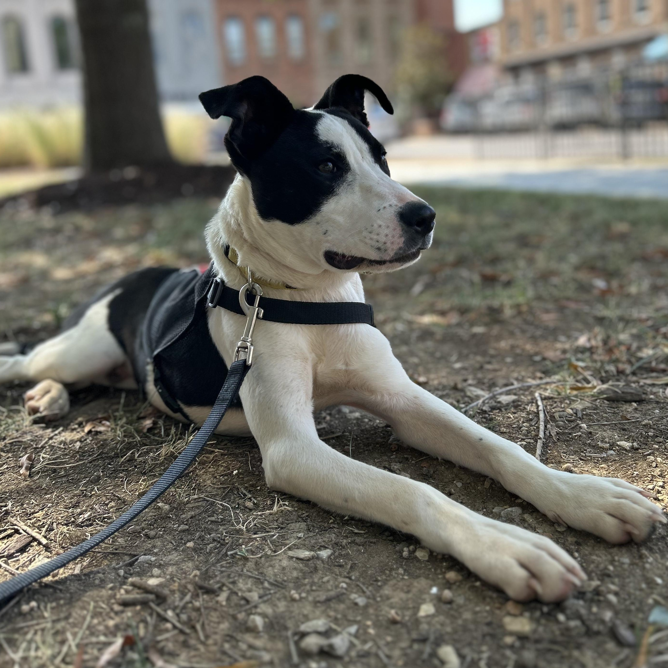Rocket, a Adoptable mixed breed in Spring hill, TN image 4/6