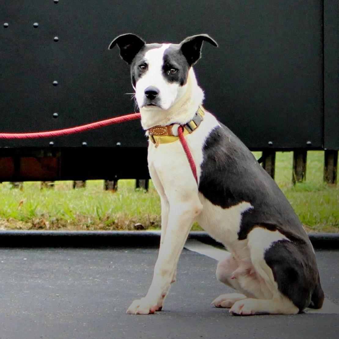 Rocket, a Adoptable mixed breed in Spring hill, TN image 2/6