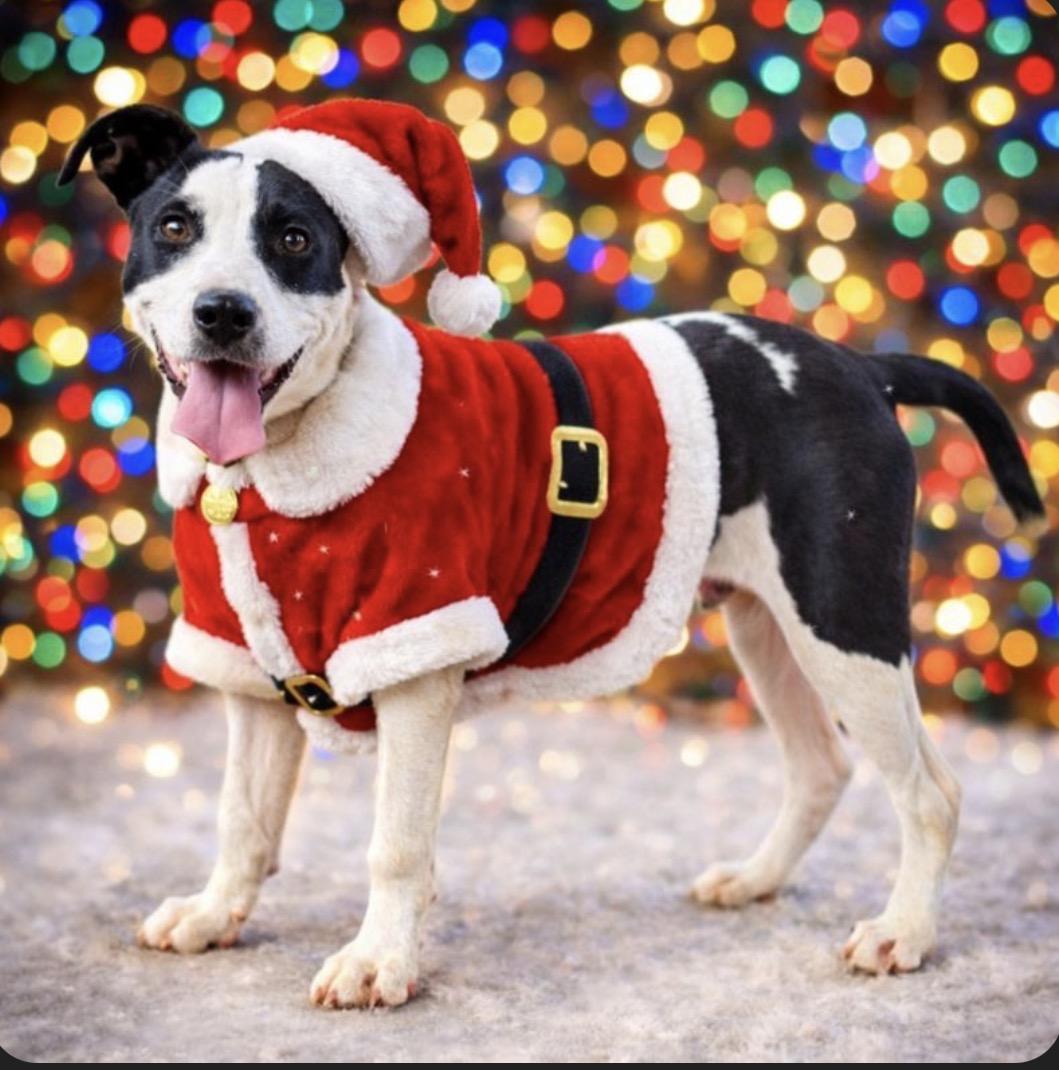 Rocket, Adoptable, Young Male Terrier.