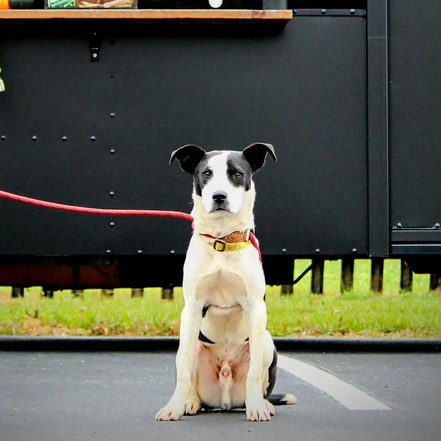 Rocket, a Adoptable mixed breed in Spring hill, TN image 3/6