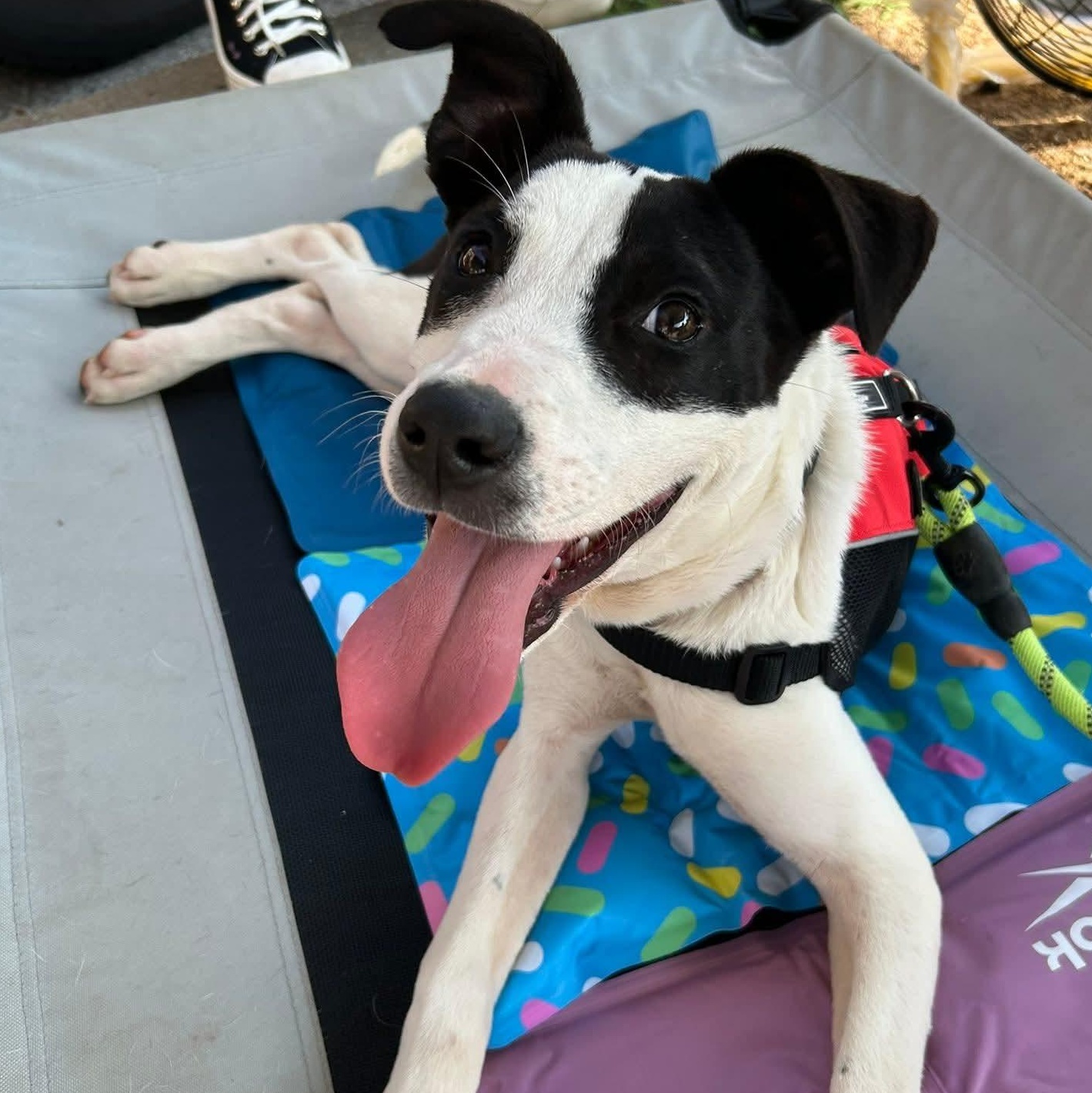 Rocket, a Adoptable mixed breed in Spring hill, TN image 1/6