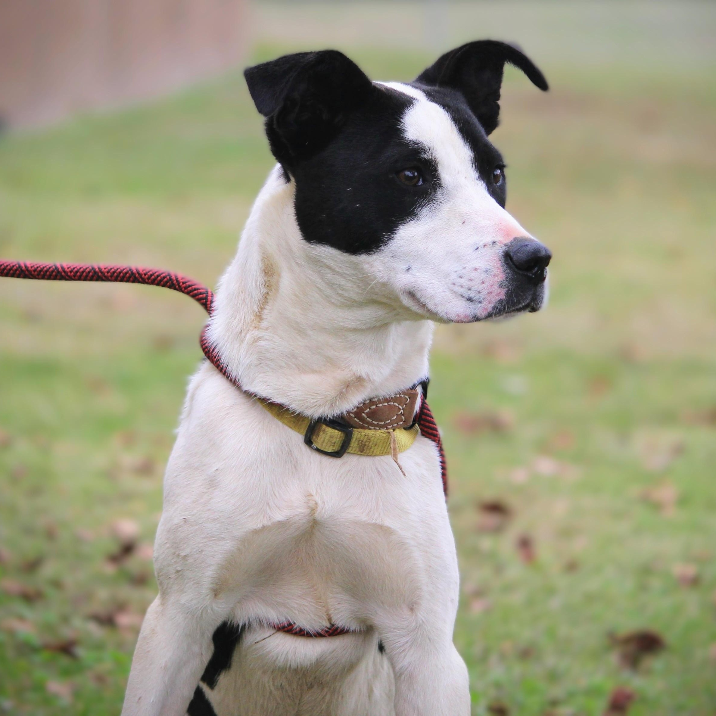 Rocket, a Adoptable mixed breed in Spring hill, TN image 5/6