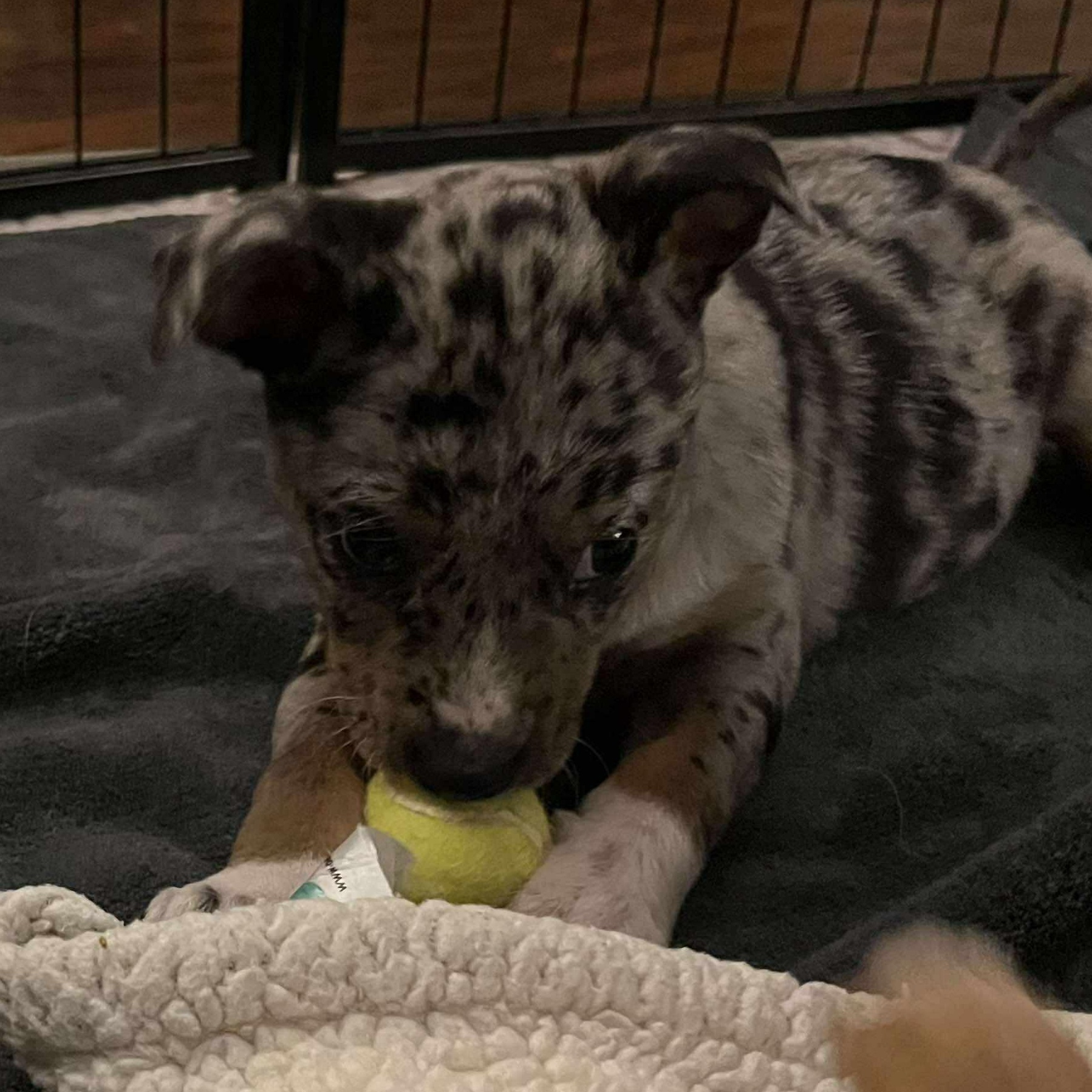 Tessa, adopted, Puppy Female Catahoula Leopard Dog & Beagle.