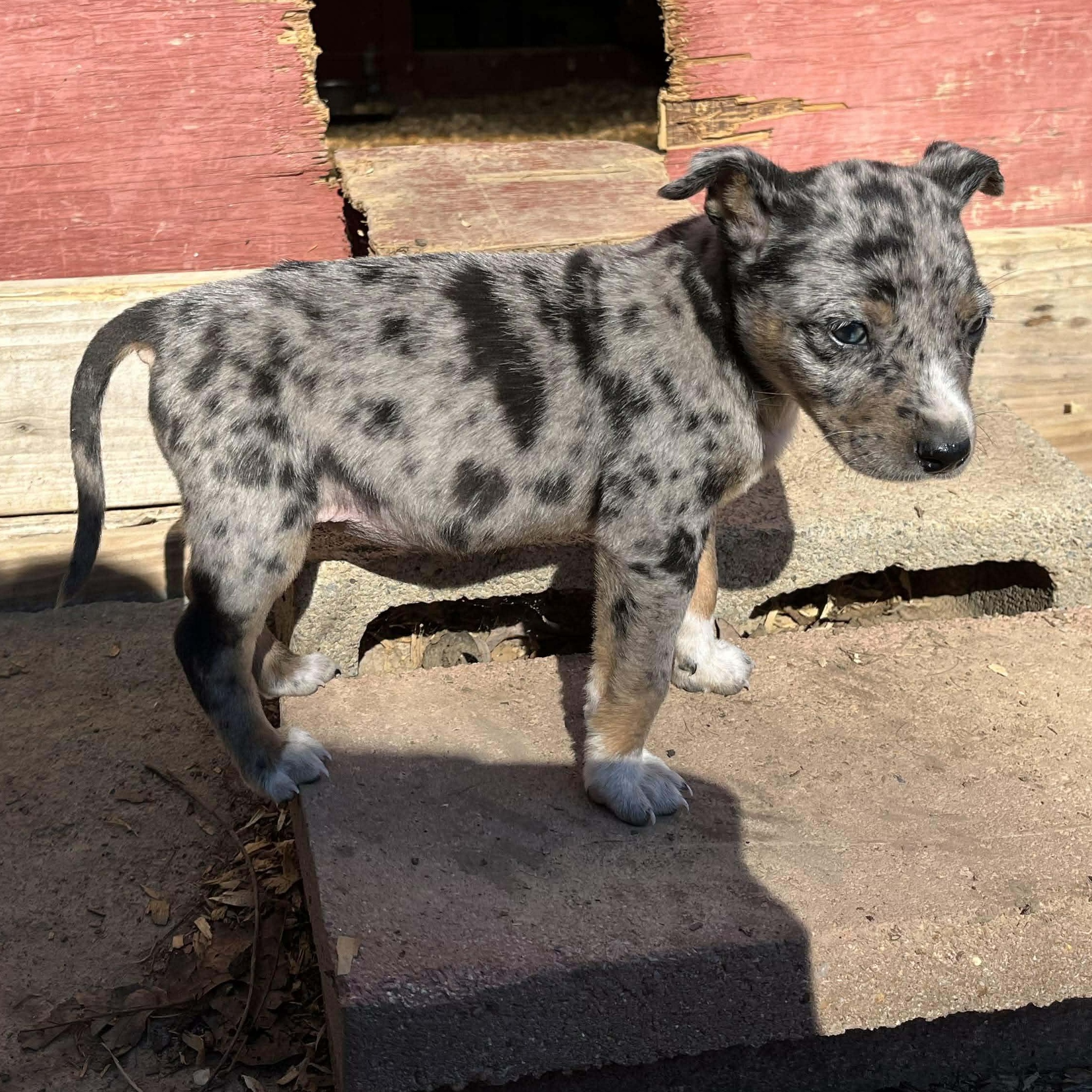 Enlarge Tessa, an adopted mixed breed in Rochester, NY image 2/4