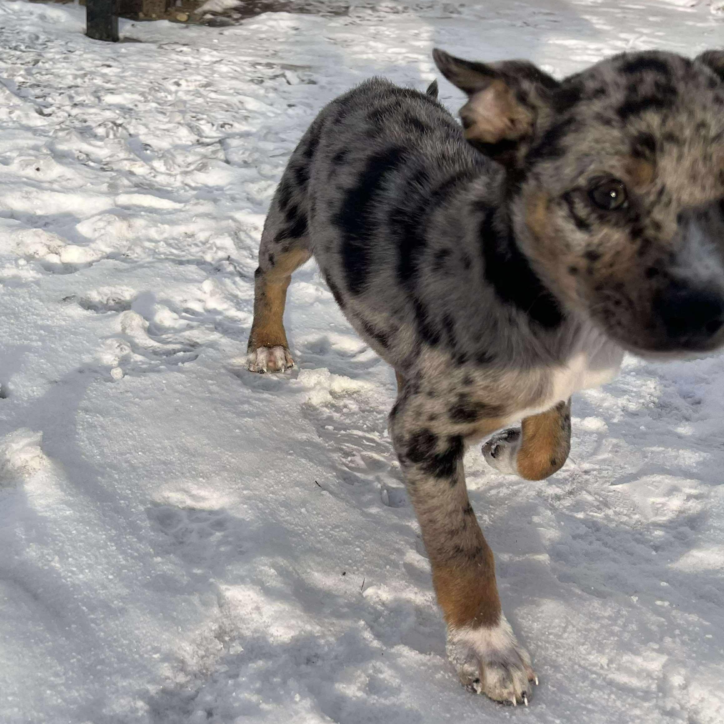 Enlarge Tessa, an adopted mixed breed in Rochester, NY image 3/4