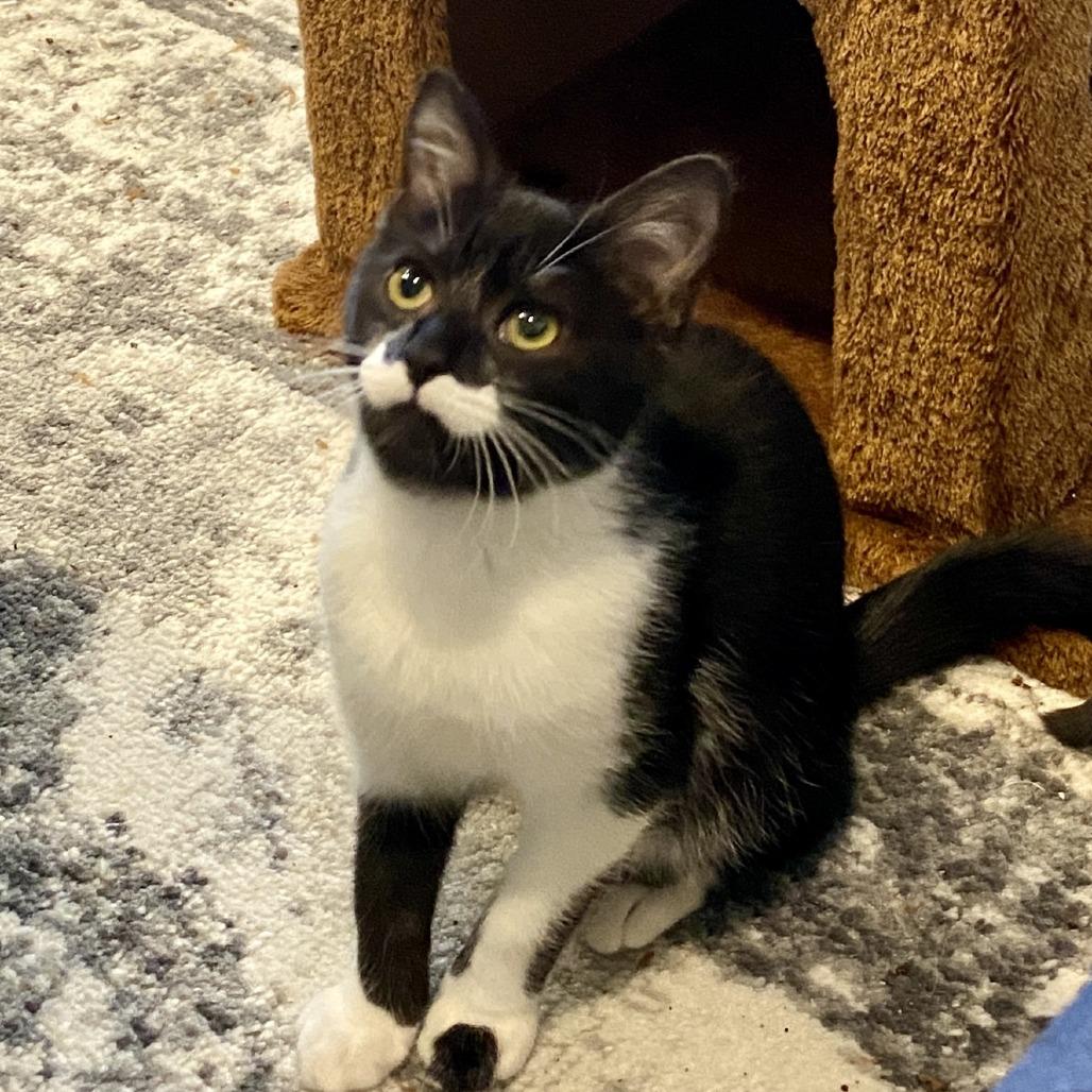 Eclipse, Adoptable, Kitten Female Domestic Short Hair.