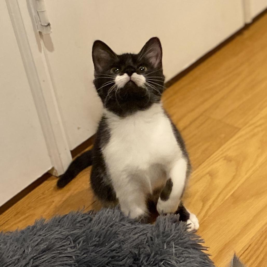 Enlarge Eclipse, a Adoptable Domestic Short Hair in Fairfax Station, VA image 2/6