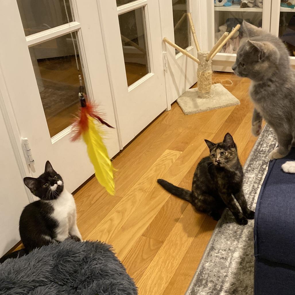 Enlarge Eclipse, a Adoptable Domestic Short Hair in Fairfax Station, VA image 3/6