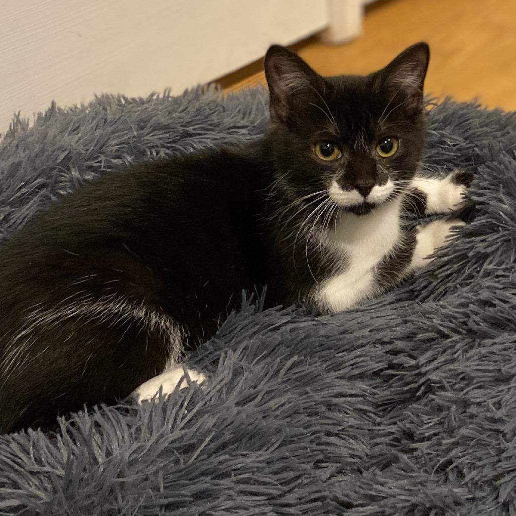 Enlarge Eclipse, a Adoptable Domestic Short Hair in Fairfax Station, VA image 4/6