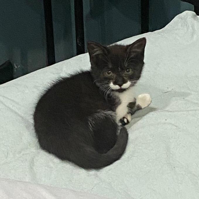 Enlarge Eclipse, a Adoptable Domestic Short Hair in Fairfax Station, VA image 5/6