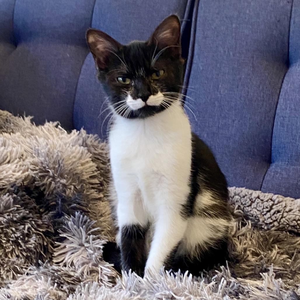 Enlarge Eclipse, a Adoptable Domestic Short Hair in Fairfax Station, VA image 6/6