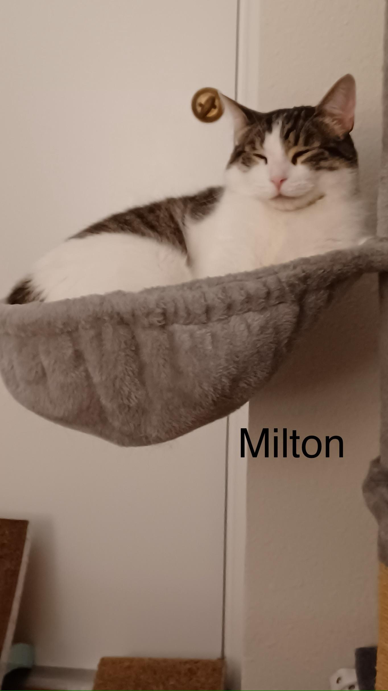 Mustache McGee and Milton, Adoptable, Adult Male Domestic Short Hair.