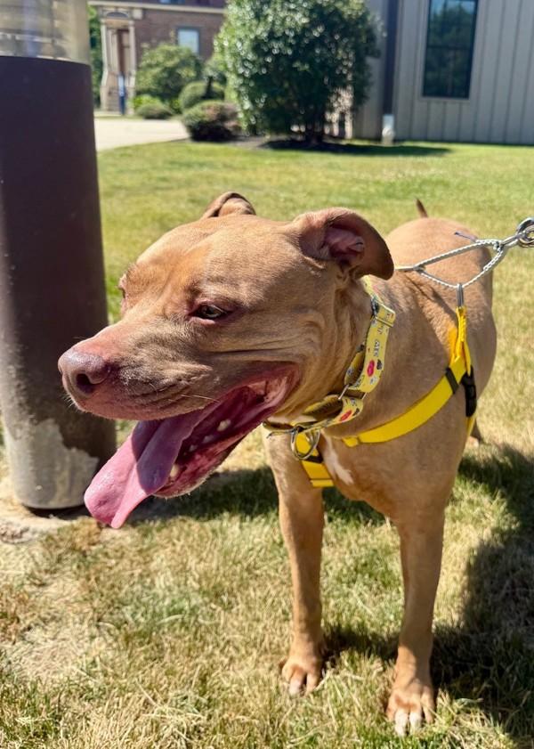 Cardi, Adoptable, Senior Female Pit Bull Terrier.