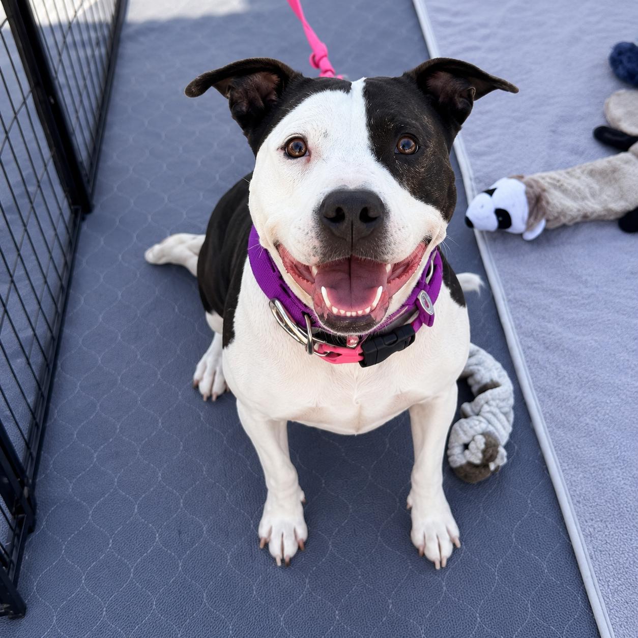 Violet, a ADOPTABLE mixed breed in Lodi, CA image 2/6
