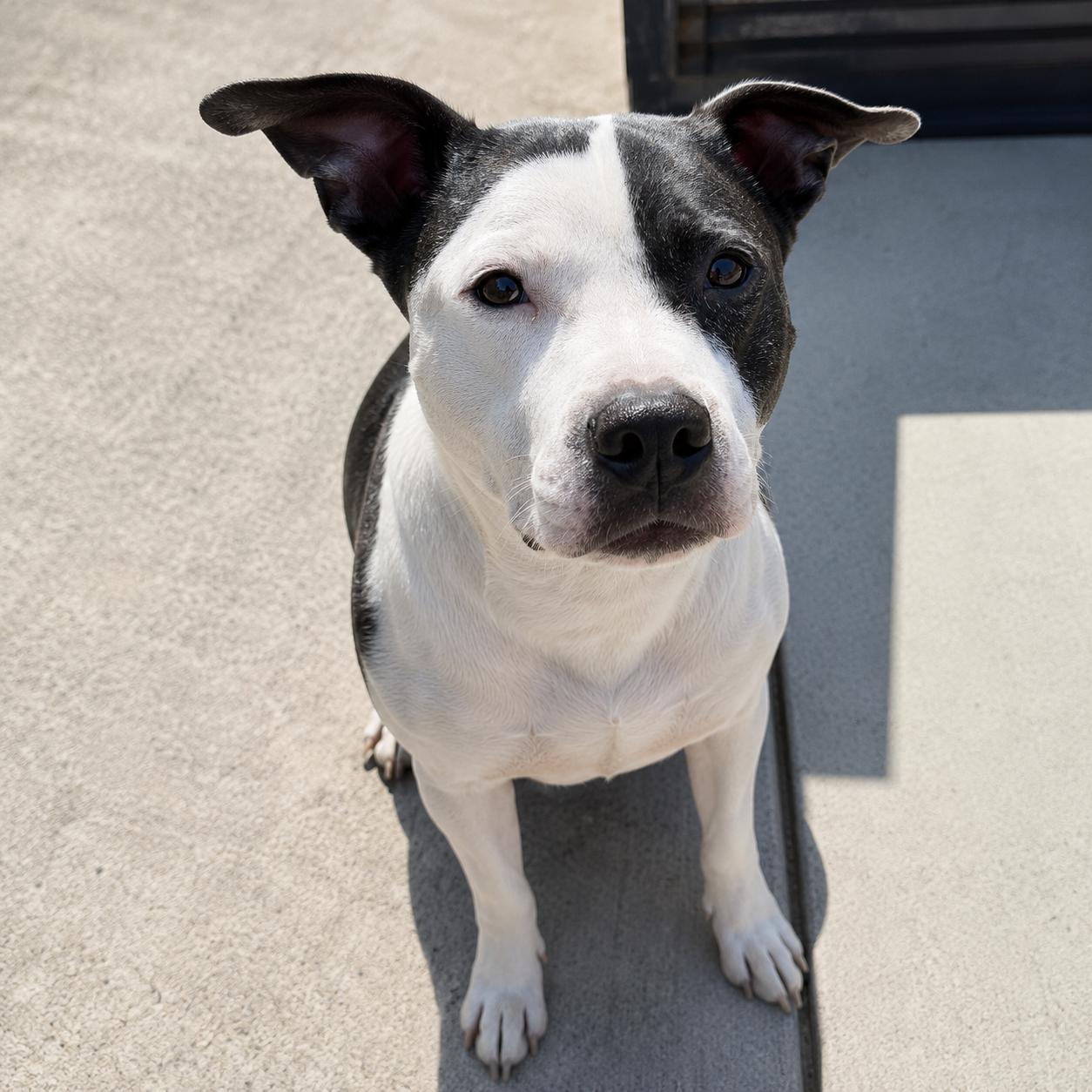 Violet, a ADOPTABLE mixed breed in Lodi, CA image 6/6