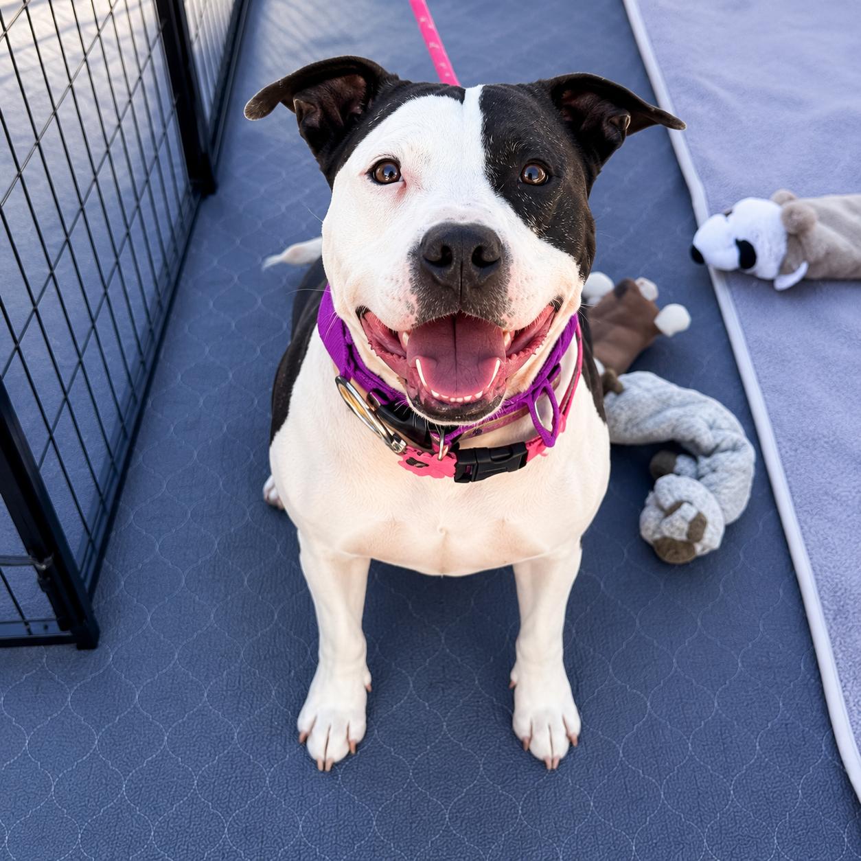 Violet, a ADOPTABLE mixed breed in Lodi, CA image 3/6