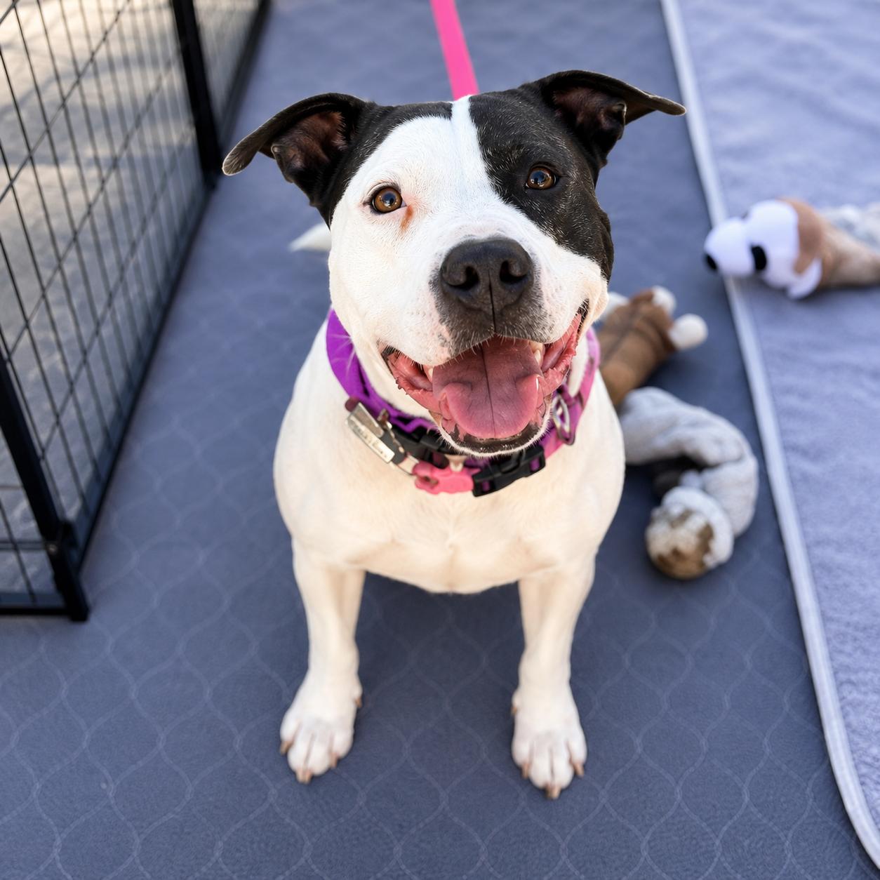 Violet, ADOPTABLE, Adult Female Staffordshire Bull Terrier & Pit Bull Terrier.