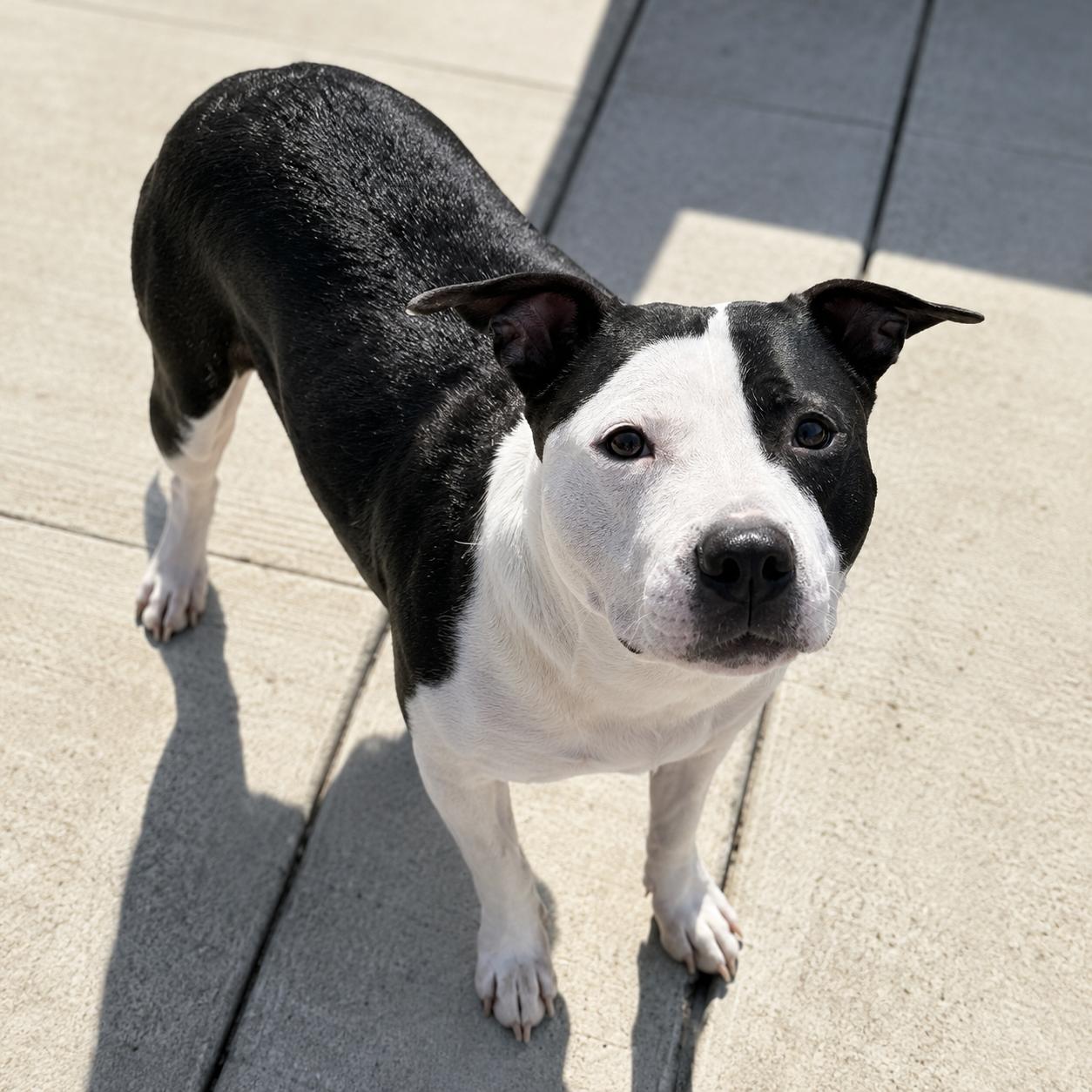 Violet, a ADOPTABLE mixed breed in Lodi, CA image 5/6