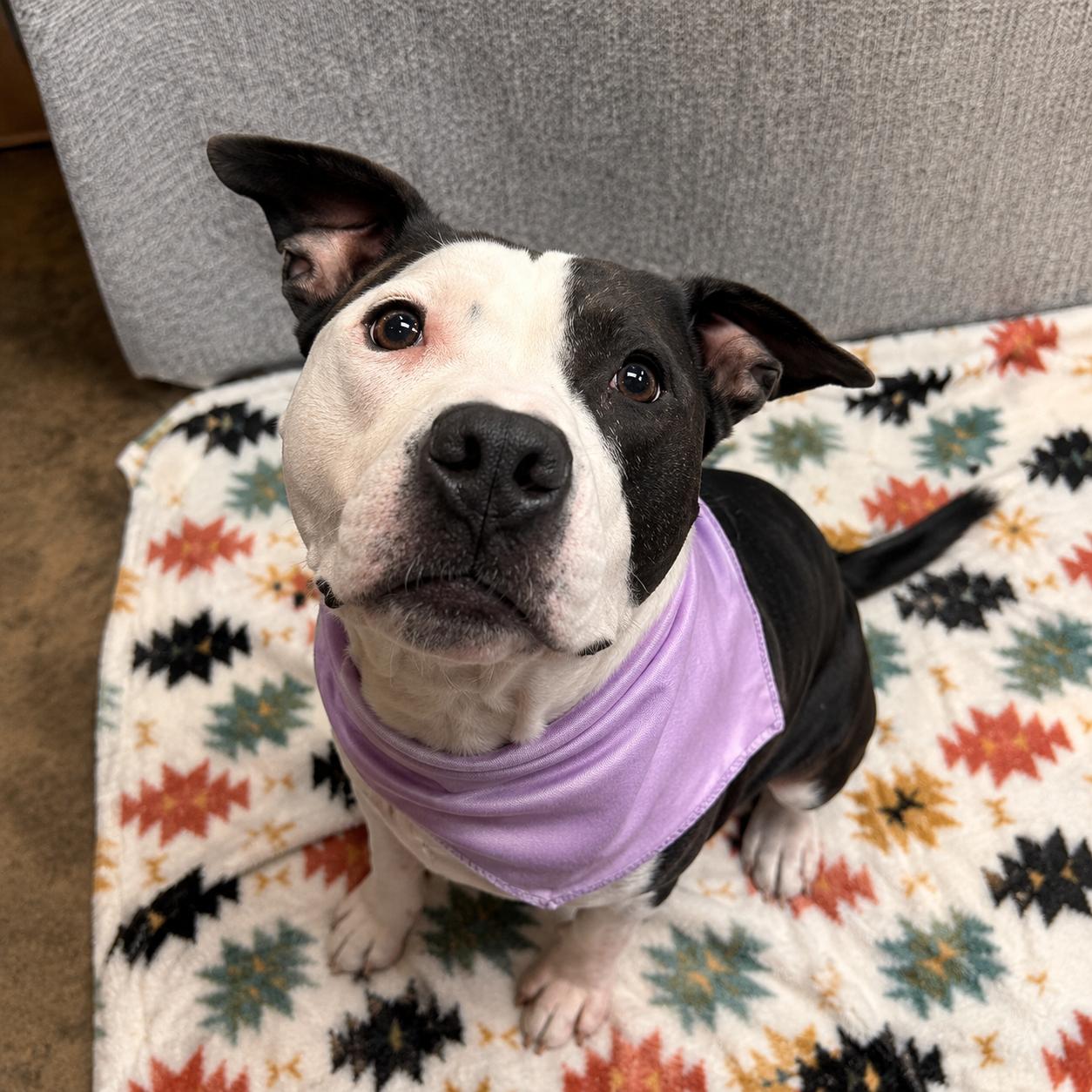 Violet, a ADOPTABLE mixed breed in Lodi, CA image 4/6