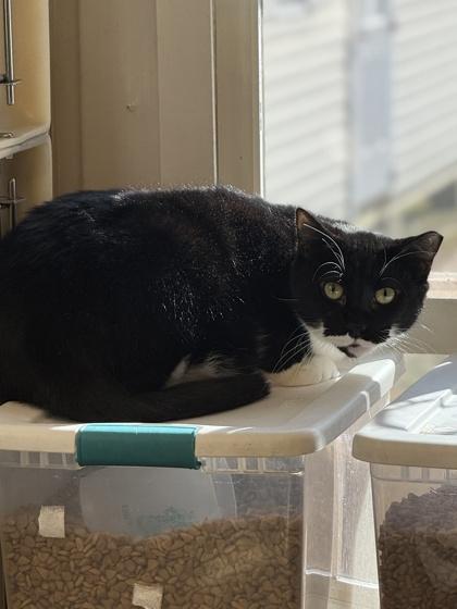 Enlarge Bert, a Adoptable mixed breed in King William, VA image 1/1