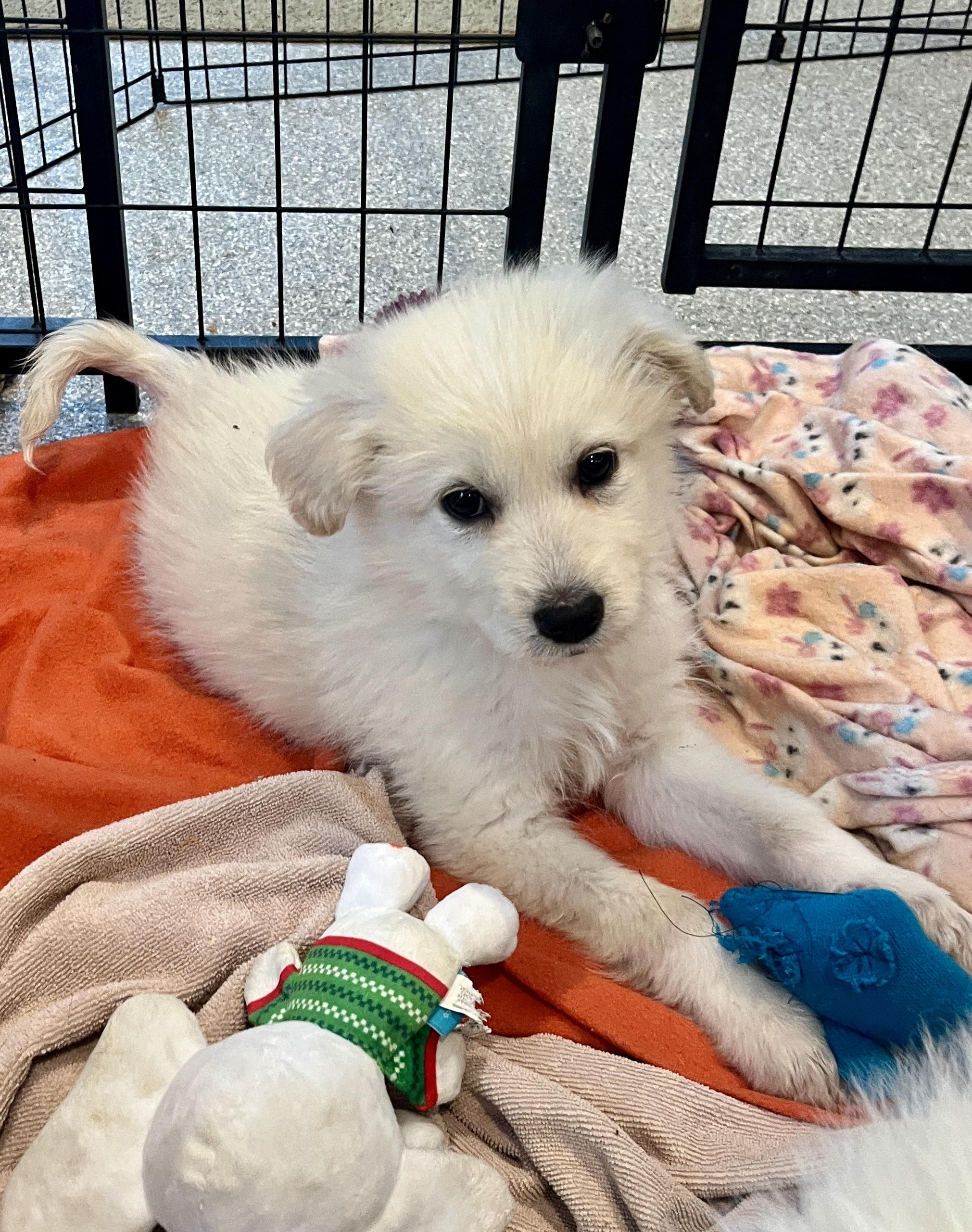 Enlarge Kellan, an adopted mixed breed in Minneapolis, MN image 5/6