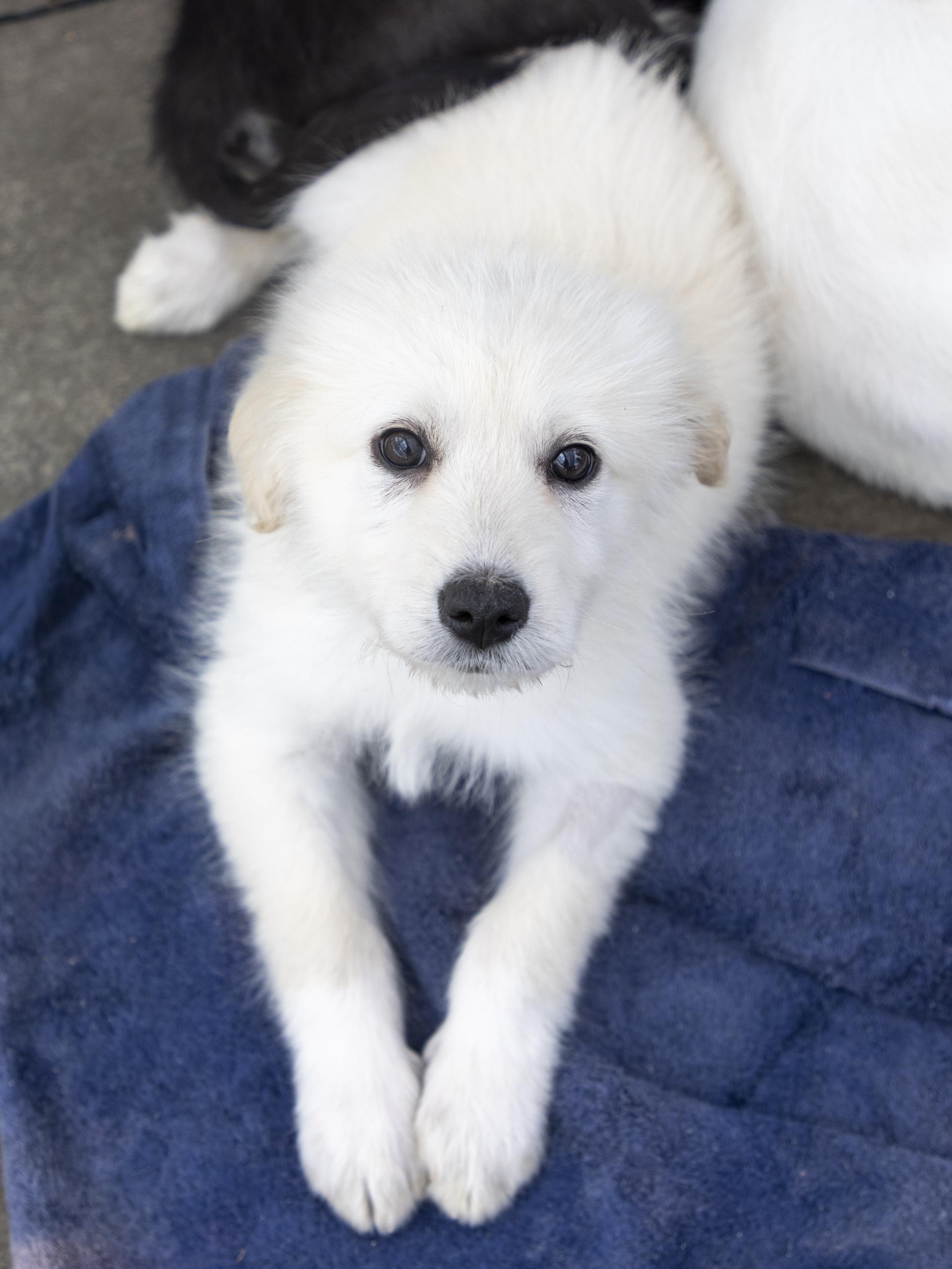 Kellan, adopted, Puppy Male Great Pyrenees & Retriever.