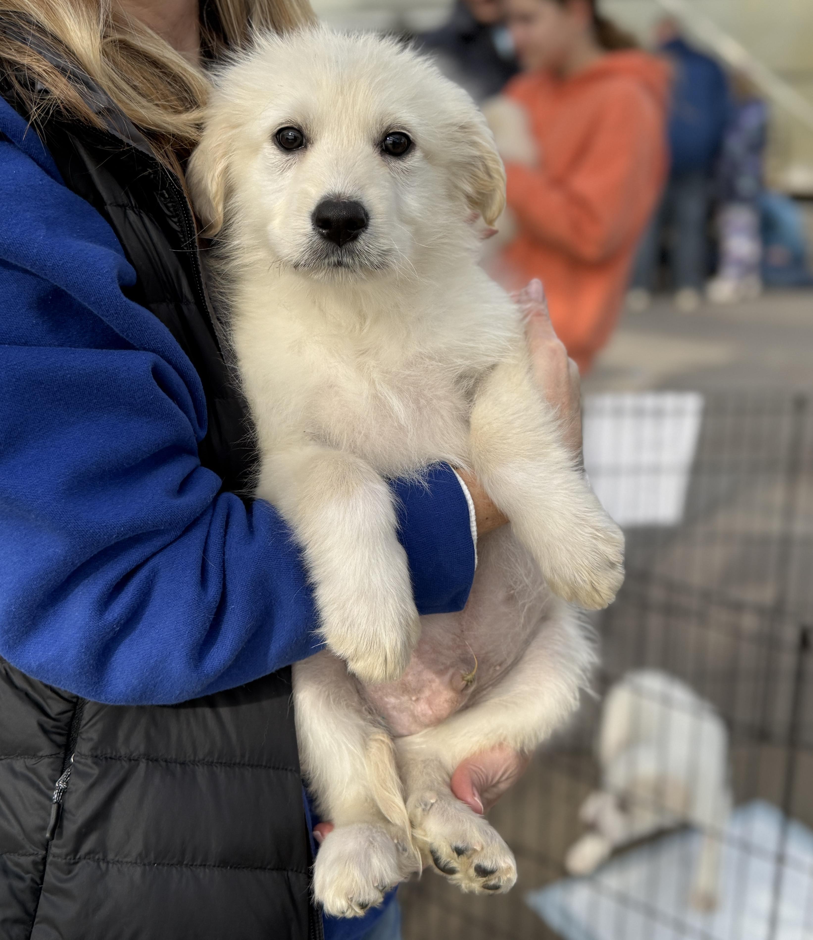 Enlarge Kellan, an adopted mixed breed in Minneapolis, MN image 3/6