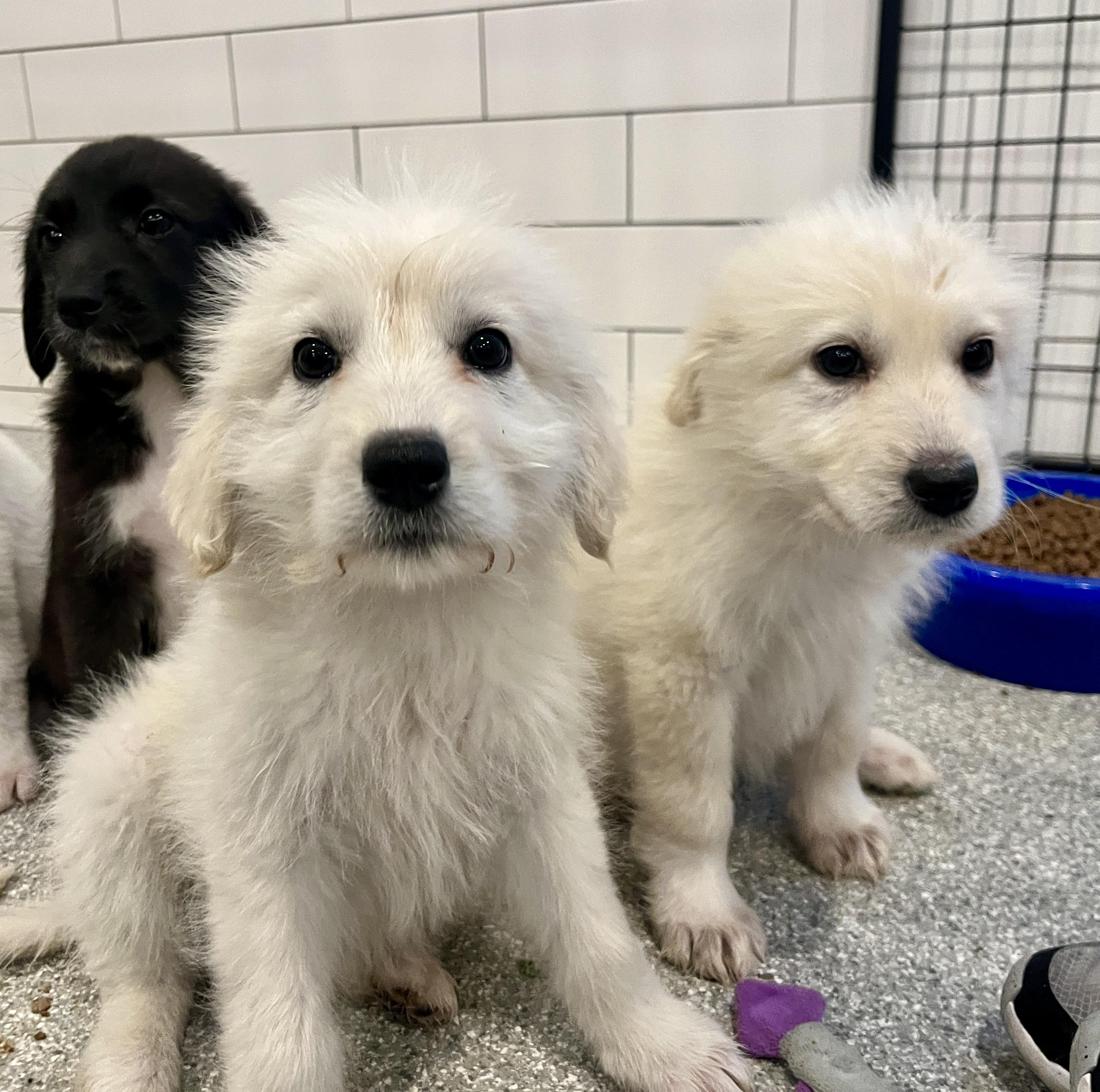 Enlarge Kellan, an adopted mixed breed in Minneapolis, MN image 6/6