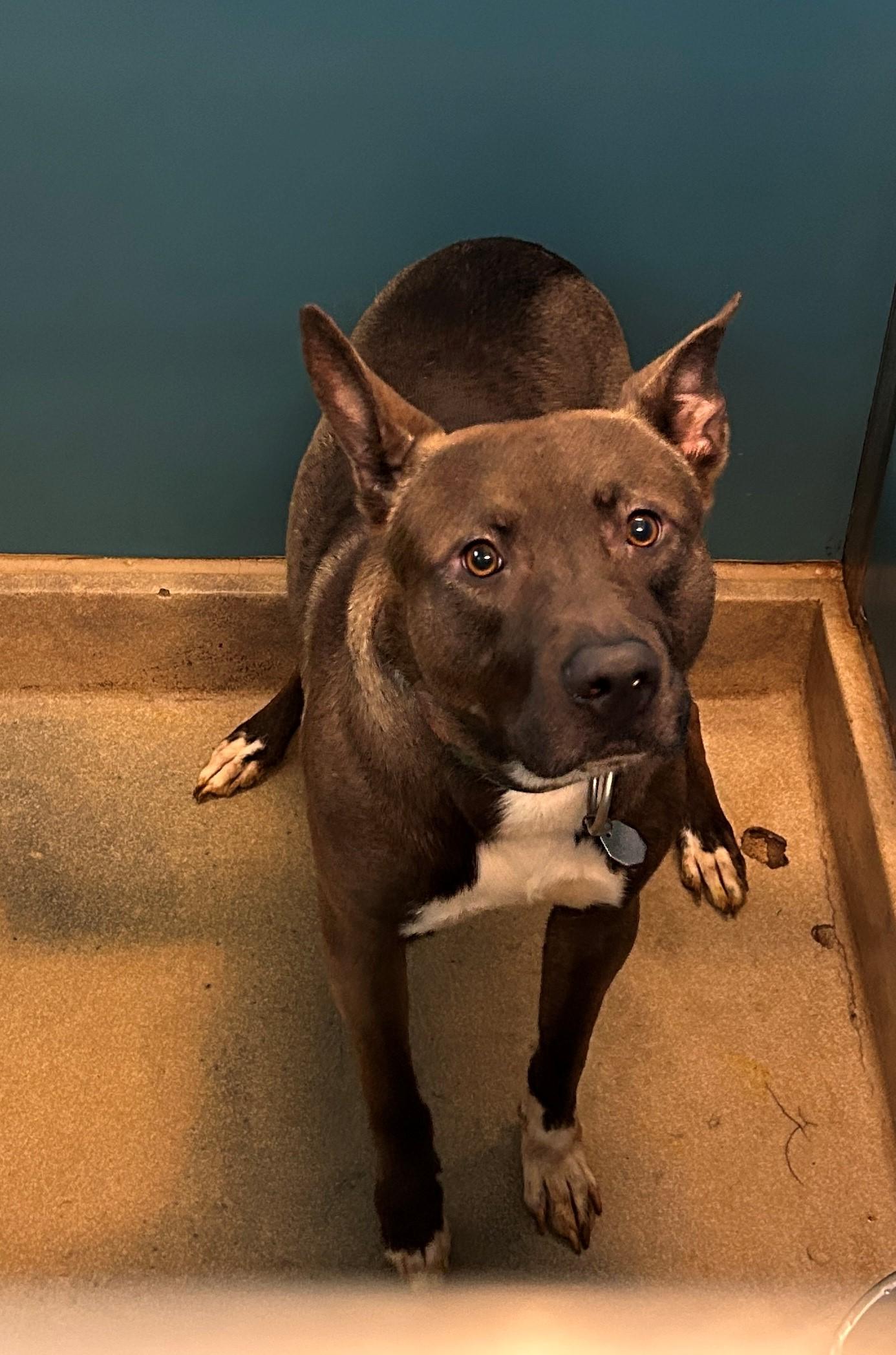 Enlarge 25-0496 "Theo", a Adoptable mixed breed in Leavenworth, KS image 1/1