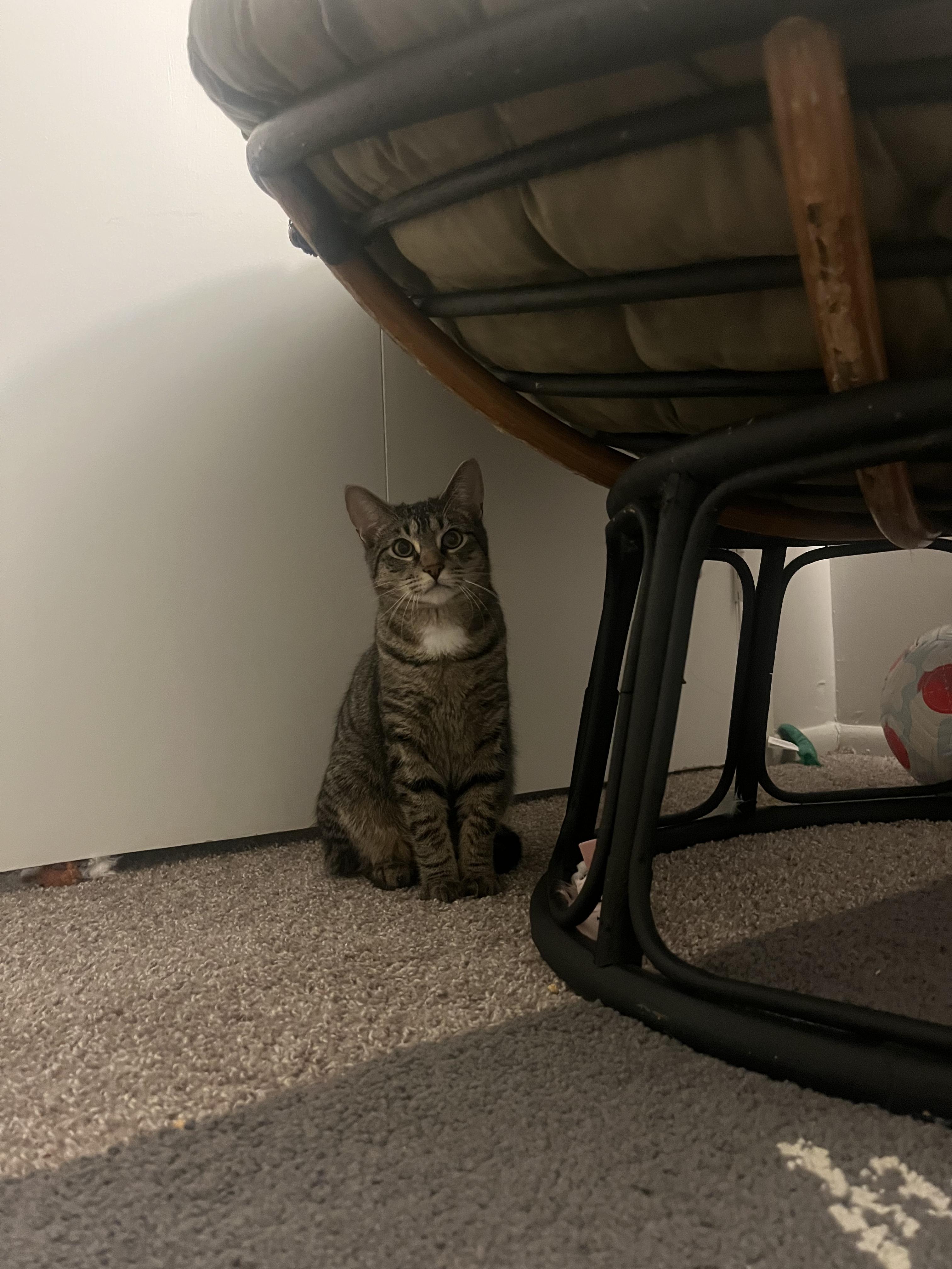 Luigi, Adoptable, Young Male Domestic Short Hair & Tabby.