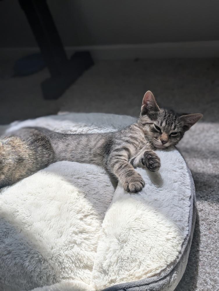 Enlarge Luigi, a Adoptable mixed breed in Greensboro, NC image 1/4