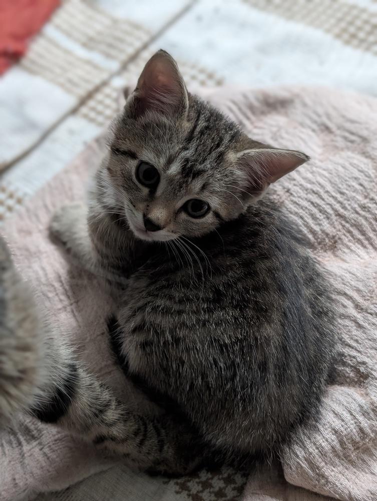 Enlarge Luigi, a Adoptable mixed breed in Greensboro, NC image 2/4