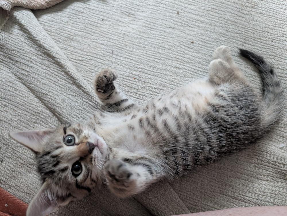 Enlarge Luigi, a Adoptable mixed breed in Greensboro, NC image 3/4