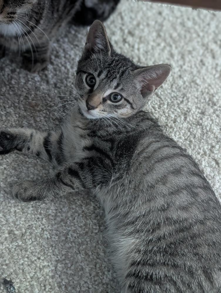 Enlarge Luigi, a Adoptable mixed breed in Greensboro, NC image 4/4