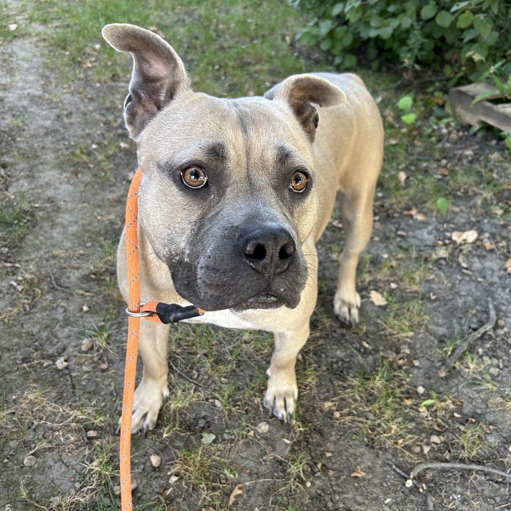 Enlarge Ky'el, a Adoptable Mixed Breed in Davenport, IA image 2/3