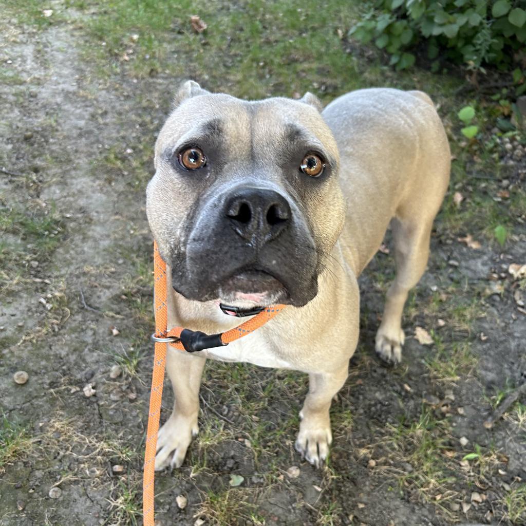 Enlarge Ky'el, a Adoptable Mixed Breed in Davenport, IA image 3/3